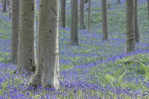 Bluebell (Hyacinthoides) in a forest with copper beech (Fagus silvatica)