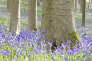 Bluebell (Hyacinthoides) in a forest with copper beech (Fagus silvatica)