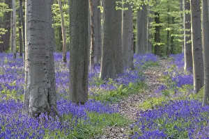 Bluebell (Hyacinthoides) in a forest with copper beech (Fagus silvatica)
