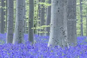 Bluebell (Hyacinthoides) in a forest with copper beech (Fagus silvatica)