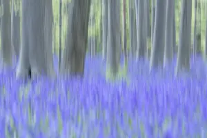 Bluebell (Hyacinthoides) in a forest with copper beech (Fagus silvatica)