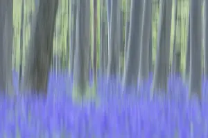 Bluebell (Hyacinthoides) in a forest with copper beech (Fagus silvatica)