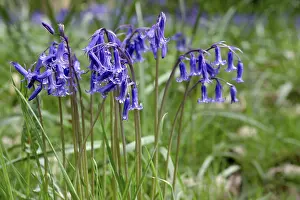 Bluebells in Full Bloom