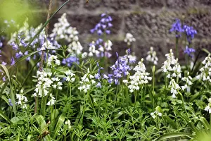 Bluebells, blue and white, Heligoland Island