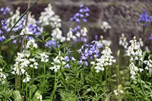 Category Historic EN Prints: Bluebells, blue and white, Heligoland Island
