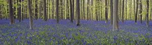 Bluebells (Endymion nonscriptus) in flower in beech (Fagus sylvatica) forest in spring