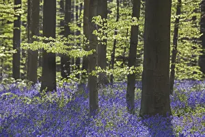 Bluebells (Endymion nonscriptus) in flower in beech (Fagus sylvatica) forest in spring