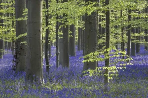 Bluebells (Endymion nonscriptus) in flower in beech (Fagus sylvatica) forest in spring