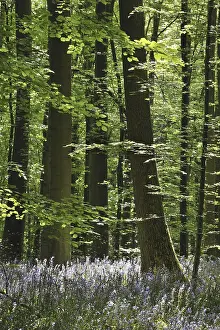 Bluebells (Hyacinthoides non-scripta) (Scilla non-scripta) (Endymion nonscriptus)