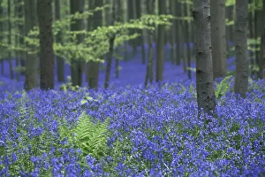 Bluebells (Hyacinthoides non-scripta) (Scilla non-scripta) (Endymion nonscriptus)