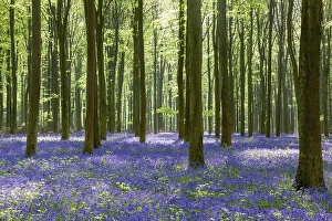 Bluebells in Wepham Woods