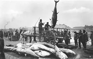 Bluefin tuna (Thunnus thynnus) fishermen load tuna at the harbor