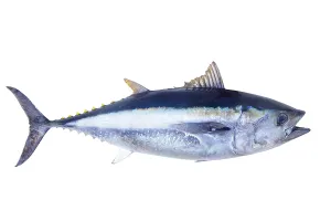 Bluefin tuna Thunnus thynnus saltwater fish isolated on white