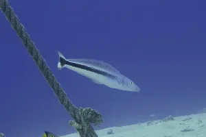 Bluehead torpedo bass (Malacantus latovittatus)