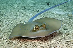 Bluespotted Stingray (Dasyatis kuhlii)