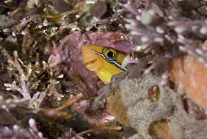 Bluestriped fangblenny (Plagiotremus rhinorhynchos)