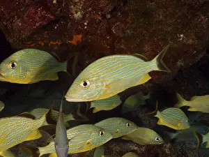 Bluestriped grunt (Haemulon sciurus)