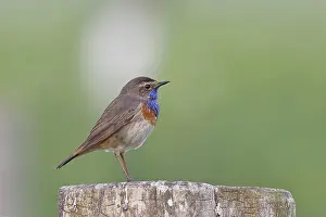 Bluethroat (Luscinia svecica cyanecula)