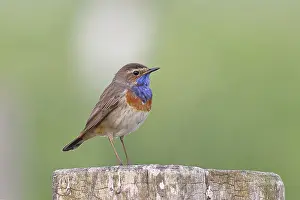 Bluethroat (Luscinia svecica cyanecula)