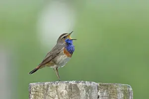Bluethroat (Luscinia svecica cyanecula)