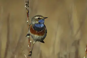 Bluethroat (Luscinia svecica cyanecula) male on dry branch