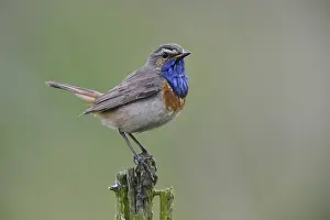 Bluethroat (Luscinia svecica), Emsland