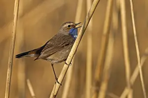 Bluethroat (Luscinia svecica) singing on a reed
