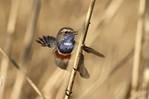 Bluethroat (Luscinia svecica) singing on a reed