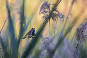 A bluethroat sings in the illuminated reeds of the Wagbachniederung