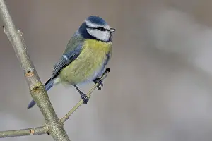 bluetit