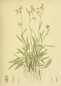 Blumea angustifolia, native to Southeast Asia