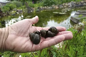 Blunt swamp cover snail (Viviparus viviparus)