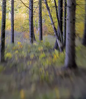 Blurred view of a forest with autumn colors, Italy