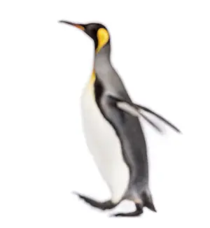 Blury walking King penguin, isolated on white