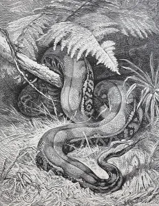 The boa constrictor, red-tailed boa or the common boa