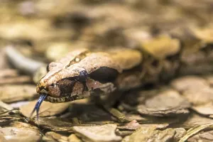 Boa constrictor, a species of large