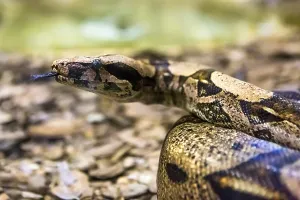 Boa constrictor, a species of large