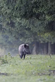 Boar, wild boar (Sus scrofa)