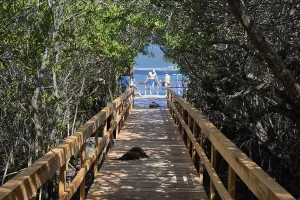 Boardwalk through the mangroves to the swimming and snorkelling bay Concha de Perla