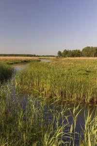 Boardwalk through the Narew Nationalpark in NE Poland