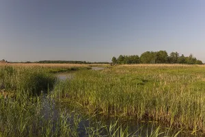 Boardwalk through the Narew Nationalpark in NE Poland