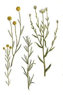 Boar's Rue, Artemisia abrotanum