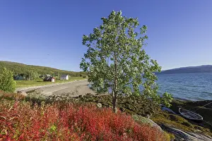 Boat in Gamvika cove, Willowherbs in autumnal colouration at the front