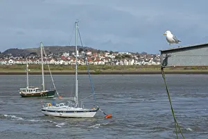 Boats, Seagull, Conwy River, Deganwy