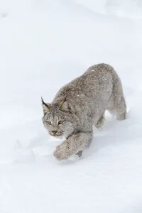 A bobcat hunts for prey in a snowy forest habitat
