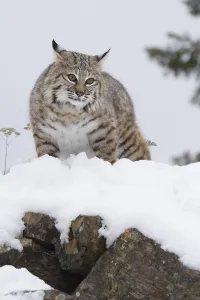 Bobcat looking from a rock in the snow