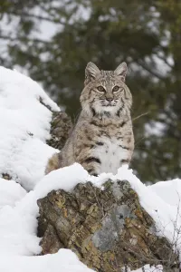 Bobcat looking from a rock in the snow