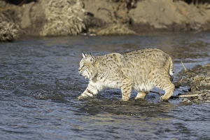 Bobcat (Lynx rufus) adult, on foot in river