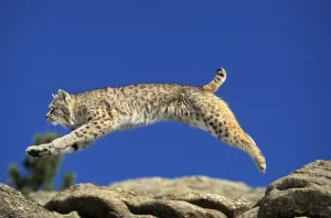 BOBCAT (lynx rufus), ADULT LEAPING ON ROCKS