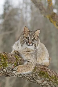 Bobcat (Lynx rufus) adult, resting on tree branch